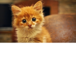 very op kittens