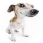 ańime