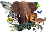 Fast animal club