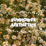 sunflower aesthetic's