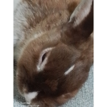 りん牛