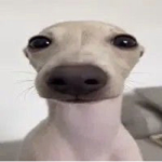 God of squeakers on top