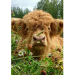 ·Cow grup·