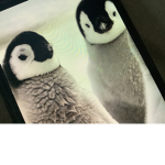 Penguin team pro