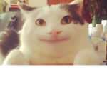 Belugaaaaaaaaaaaa
