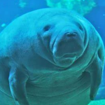 Two Manatees