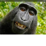 MONKE GANG 23