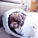 THE CHARLIE SQUAD(TT DOG)