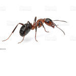 Ant Hill Studios