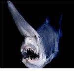 Goblin Shark Group