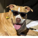 &DogNation
