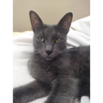 Sweety les cheveux et chat de l'espace