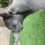 French bulldog society