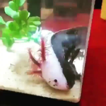 Team Axolotl :3