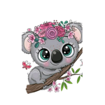 Koala rose
