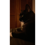 Prince cat