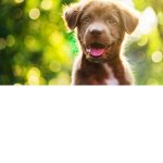 Animals for us