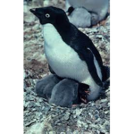 Pinguim Otávio