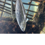 Fancy feesh