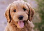 Gracie’s pet loving nonsense talking fun group!!