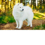 wolf night best'