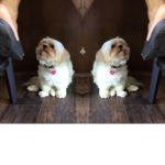 Pups FOR LIFE :DD
