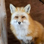 Fox is yes