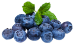 Yummy Blueberry