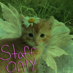 feral felines!! staff group