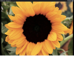 Sunflowerprinces2011