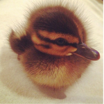 duckIings