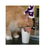 The Cat Lovers.