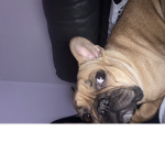 My only pet I ever had