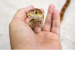 Reptile_friends