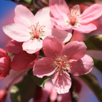 blossoms UGCs