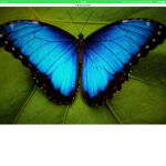 Butterfly...army