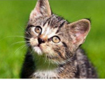 Cats are best