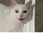 Mikokucing