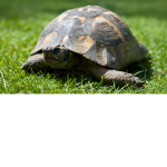 Turtle Supporter Group
