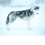 husky12354
