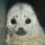 The epic seal squad!!