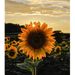 Sunflower.rblx