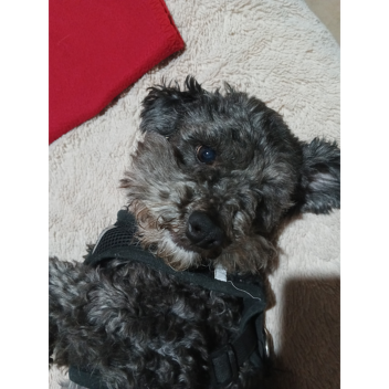 coquito