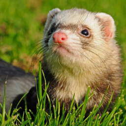 Ferret hangout