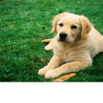 Dogs :3