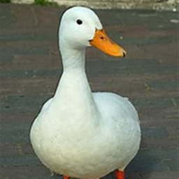 Duck Club (New!)
