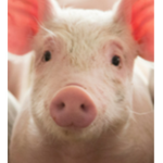 *~ Pigs United~*