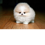 Elliot's Doggie