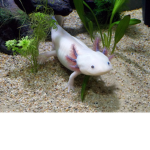 Axolotl ecosystem