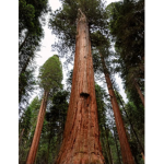 Tree men raiders